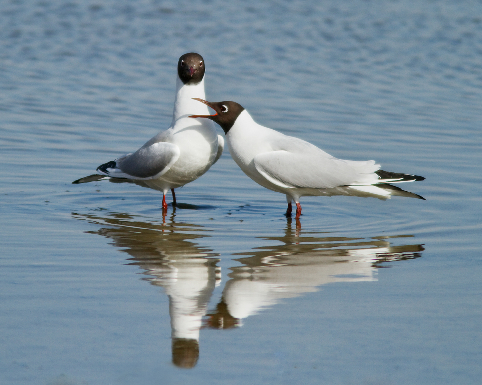 Influx of first summer Black-headed Gulls